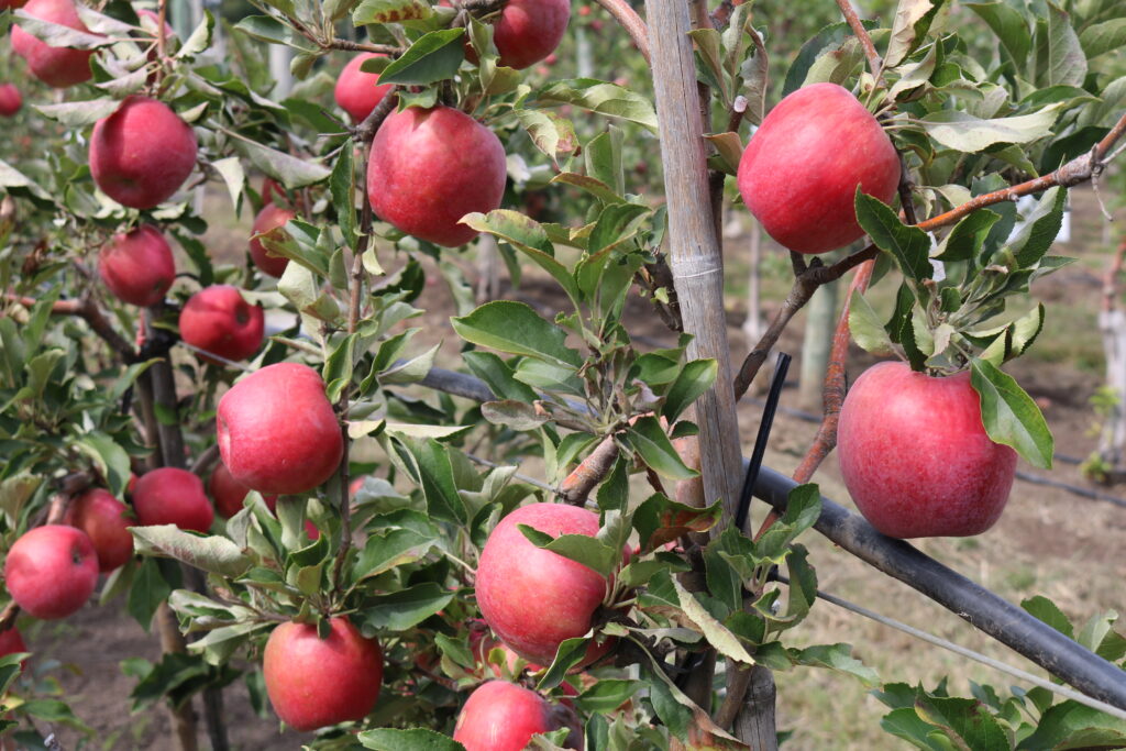 Fresh apples packed for export
