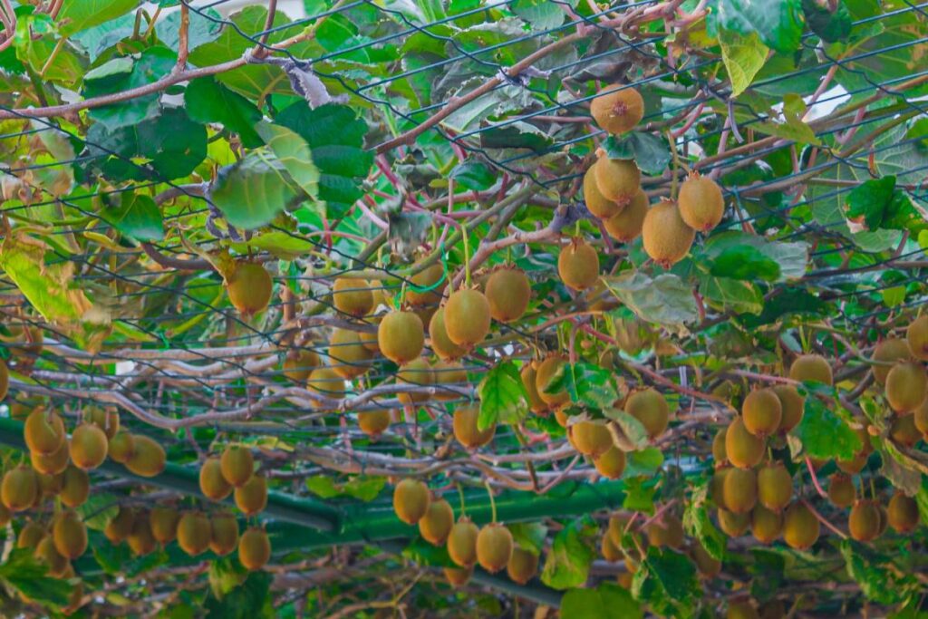 Fresh kiwis packed for export